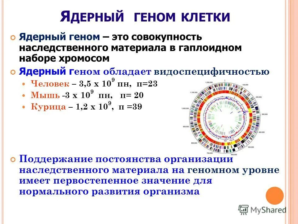 ядерный геном эукариот. мобильные элементы генома. ядерный геном эукариот. экзон интрон промотор строение гена. структура гена эукариот схема.
