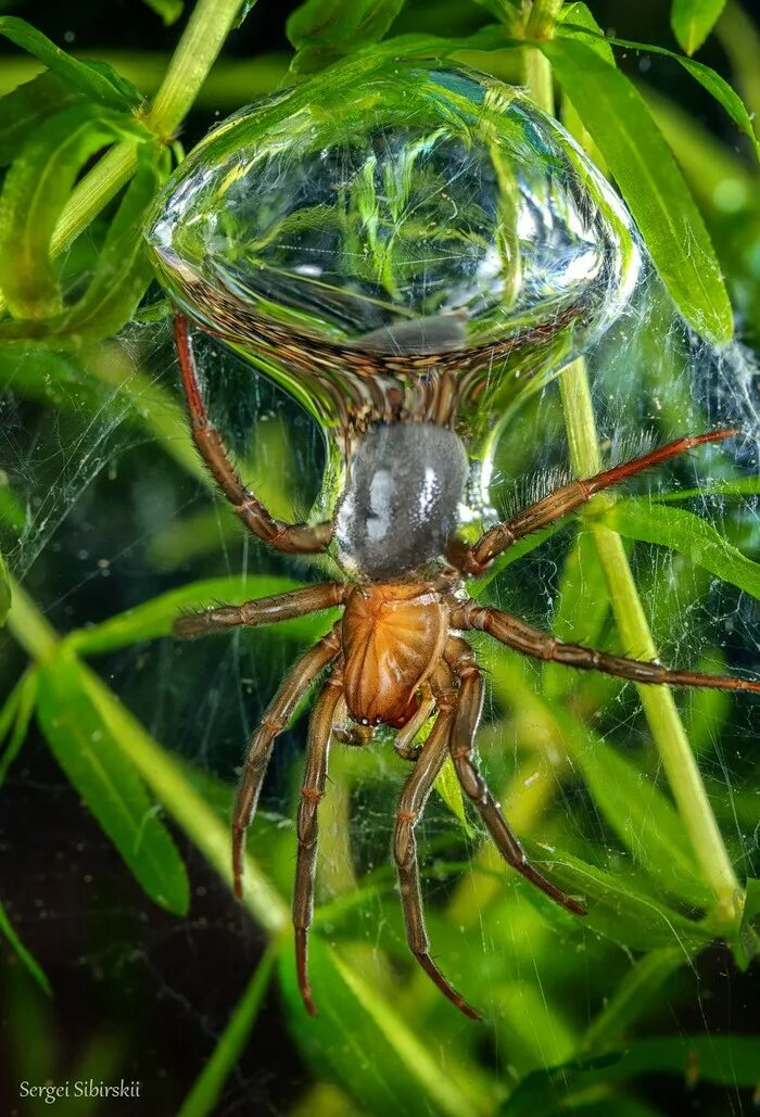 Серебрянка фото. Водяной паук argyroneta aquatica. паук-серебрянка  argyroneta aquatica. серебрянка (argyroneta aquatica). гнездо паука серебрянки.