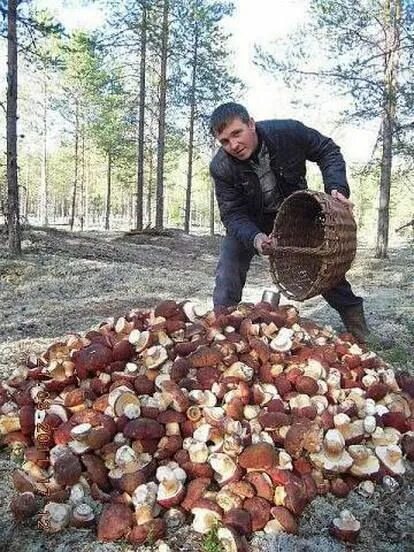 Огромный гриб. Огромный белый гриб. Огромная куча белых грибов. Рекордный белый гриб.