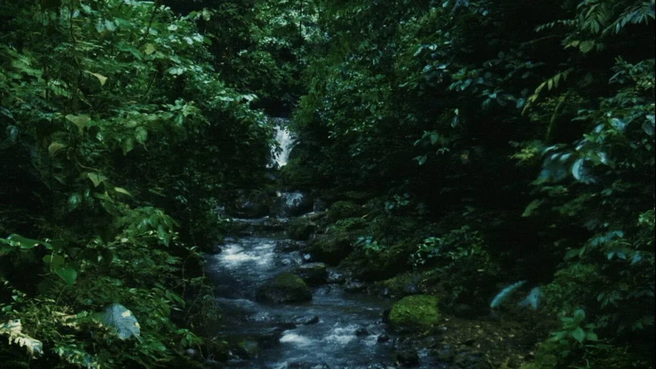 Forest GIF Manzara, Ormanlar, Instagram