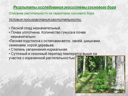 Почему широколиственный лес считают более устойчивой экосистемой