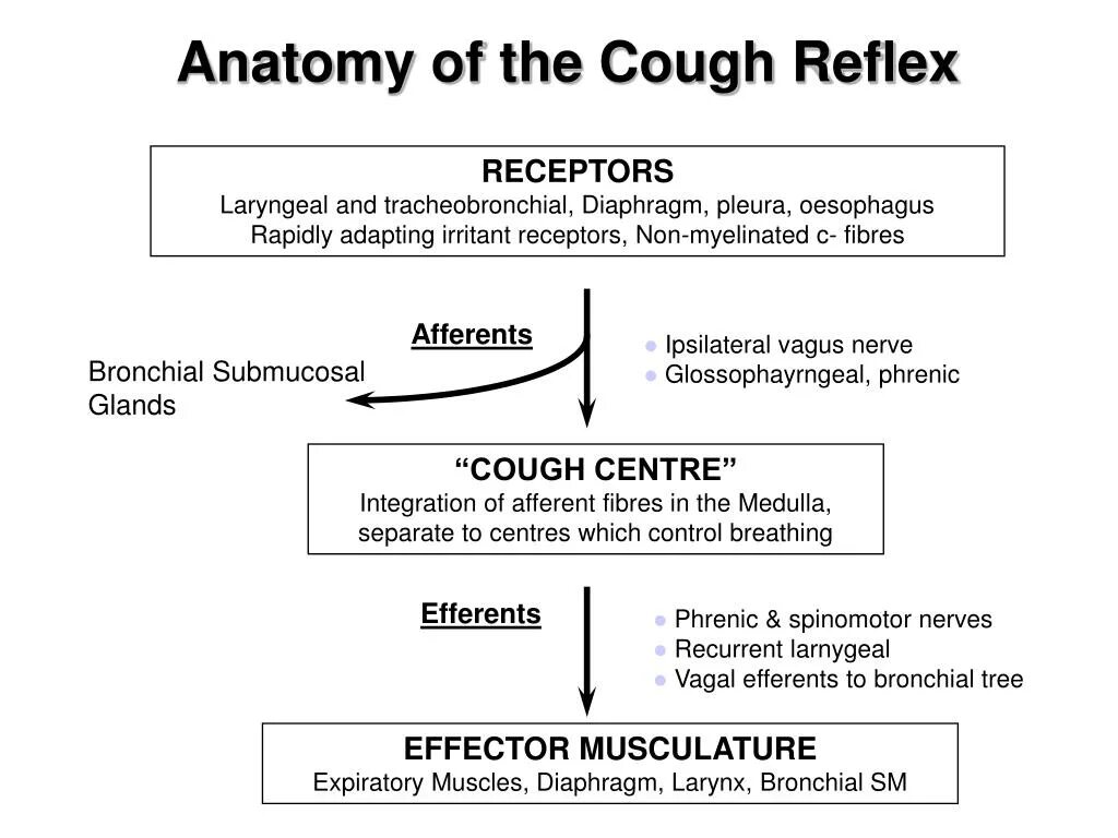 Кашлятельный рефлекс. Патогенез кашля. Рефлекс кашля. Are there Clinical features of a sensitized cough Reflex?.