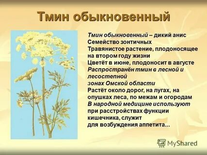 Действие тмина