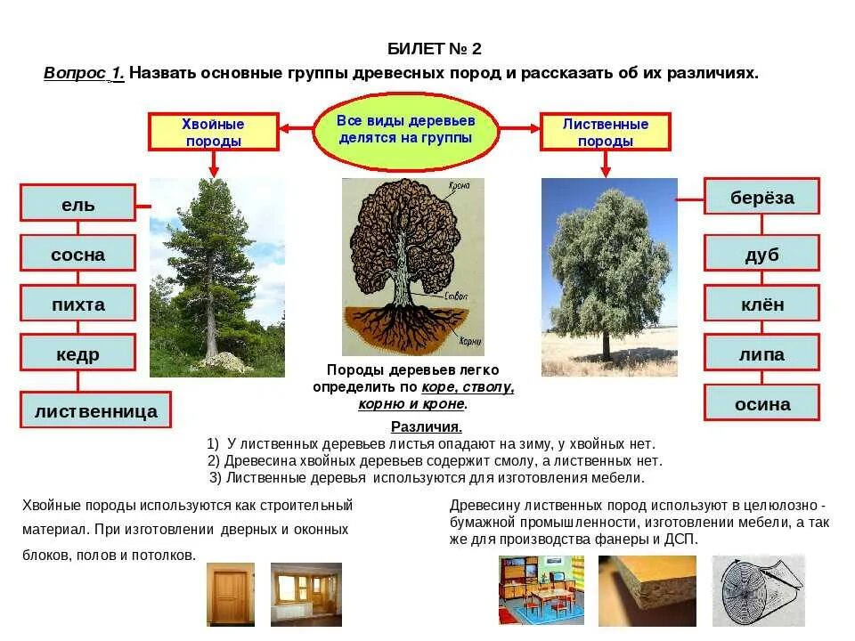 Различие леса. Хвойные и лиственные породы древесины. Таблица хвойные и лиственные деревья. Хвойными и лиственничными породами деревьев. Группы древесных пород.