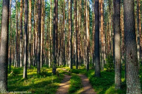 Впр красив сосновый бор
