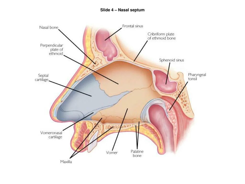 Nasal patch перевод