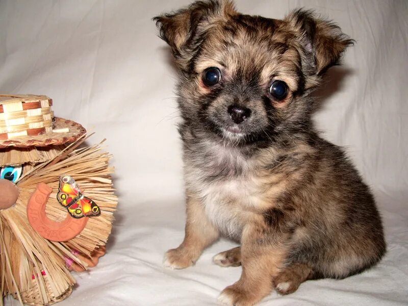 Чихуахуа дир длинношерстный. Чихуахуа авито петербург. Чихуахуа авито петербург. Чихуахуа мини гладкошерстные. Микро чихуахуа длинношерстные.