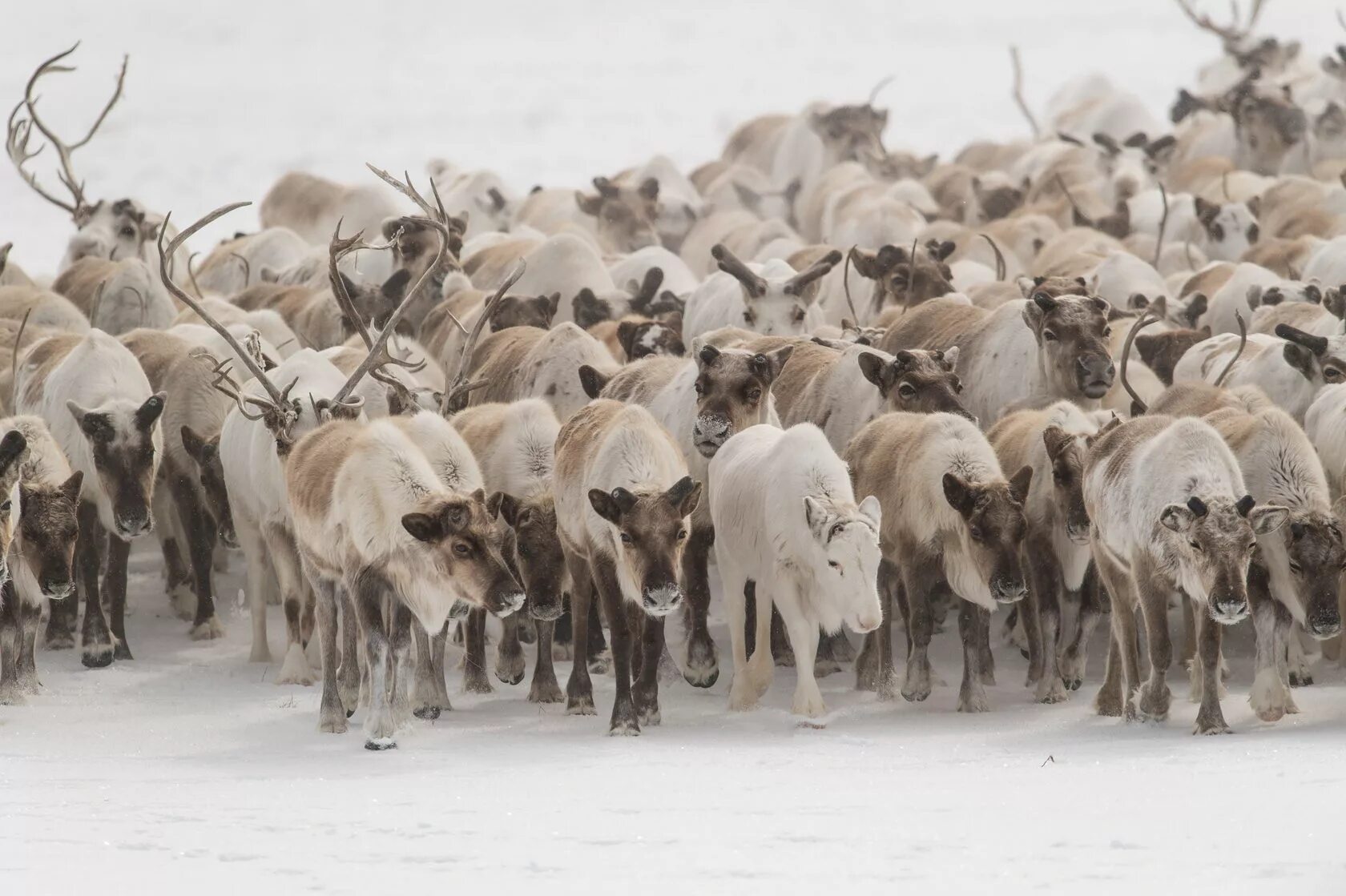 Ханты день оленевода салехард. Кочующие вместе. Оленеводы в тундре. Изгородное оленеводство на ямале. Полярный урал оленеводство.