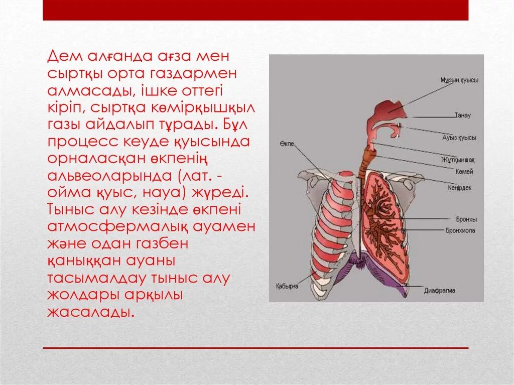 Және тыныс алу. Тыныс алу процесі презентация. Тыныс алу деген не. Дем алу органы.