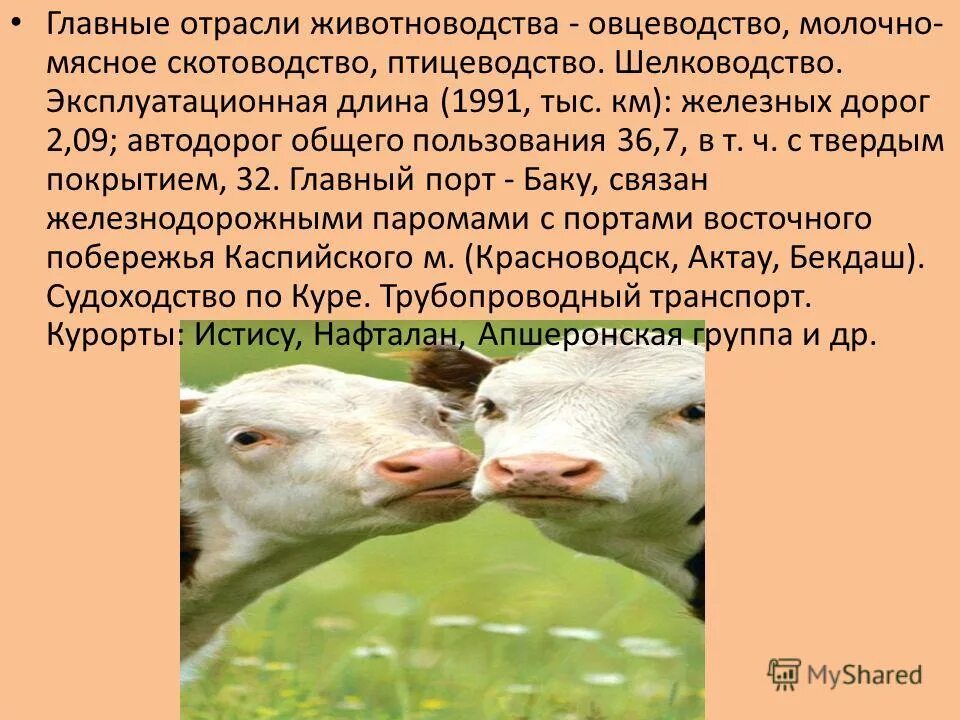 Молочное скотоводство районы. Сельское хозяйство карелии презентация. Скотоводство отрасль животноводства. Размещение молочного и мясного скотоводства. Размещение молочного и мясного скотоводства.