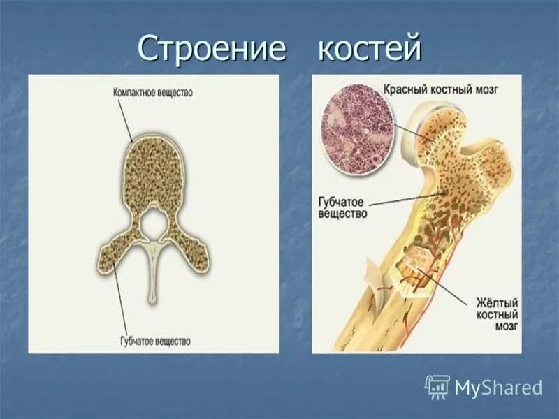 Укажите губчатые кости. Строение кости. Строение костей человека. Строение губчатой кости человека. Губчатое вещество позвонка.