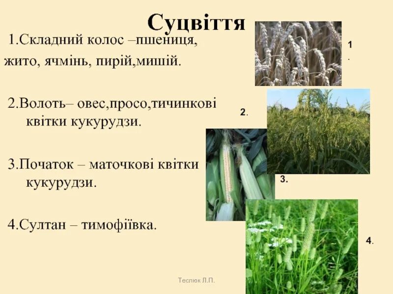 Что такое жито кратко. Початок проса. колосс жито. что такое жито кратко 6 класс. что такое жито кратко в литературе.
