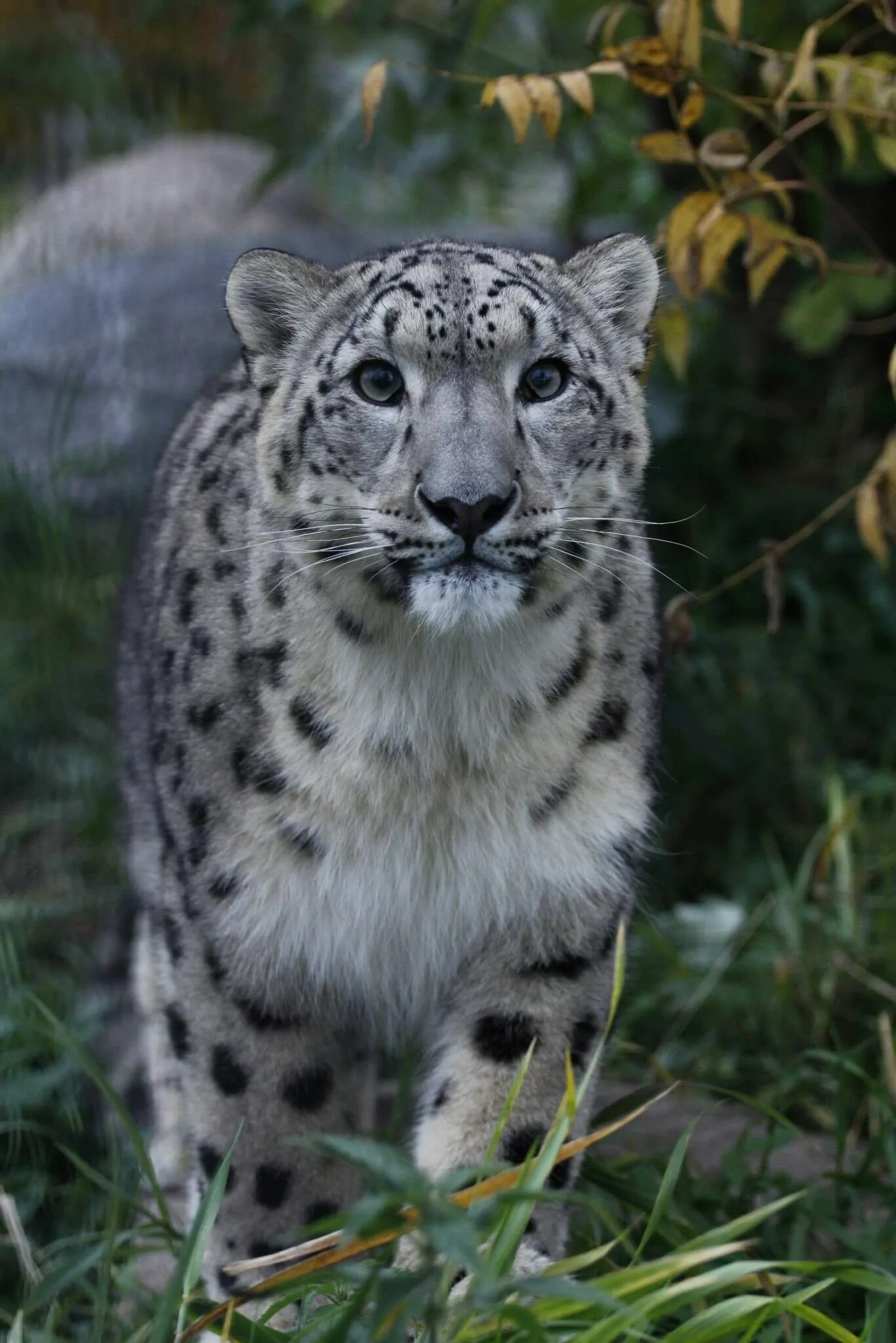 Ирбис 812. Животные из красной книги снежный барс. Снежный барс фото красивые. Ирбис новосибирский зоопарк. Снежный барс uncia uncia.