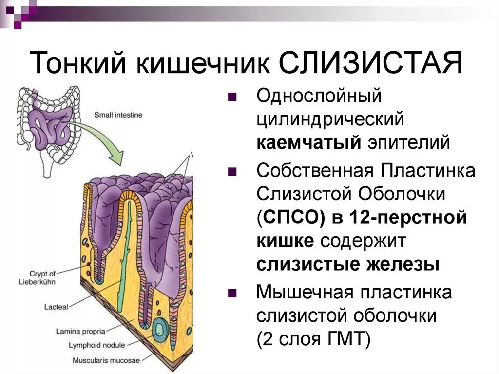 Слизистая оболочка 12 кишки. Слизистая оболочка тонкого кишечника. Собственная пластинка слизистой тонкой кишки. Слизистая оболочка онкого кишечн. Слизистая оболочка тонкого кишечника содержит.