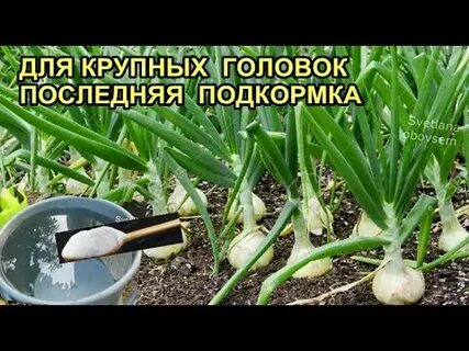 Подкормить чеснок в июне для крупной головки