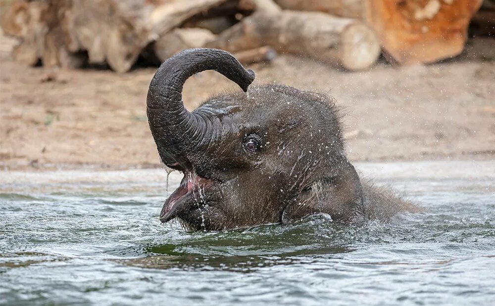 Elephant swim. Слоненок купается. Слоны плавают. Слоны моются. Слон купается в море.