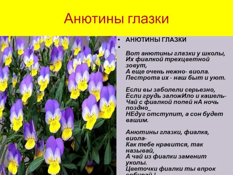 Анютины глазки цветы описание. Анютины глазки стихи. Анютины глазки описание. Сообщение о фиалке трехцветной. Загадка про Анютины глазки.