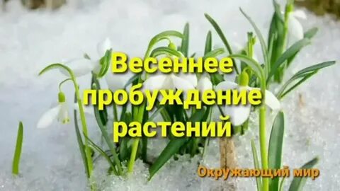 Весеннее пробуждение растений 2 класс окружающий мир