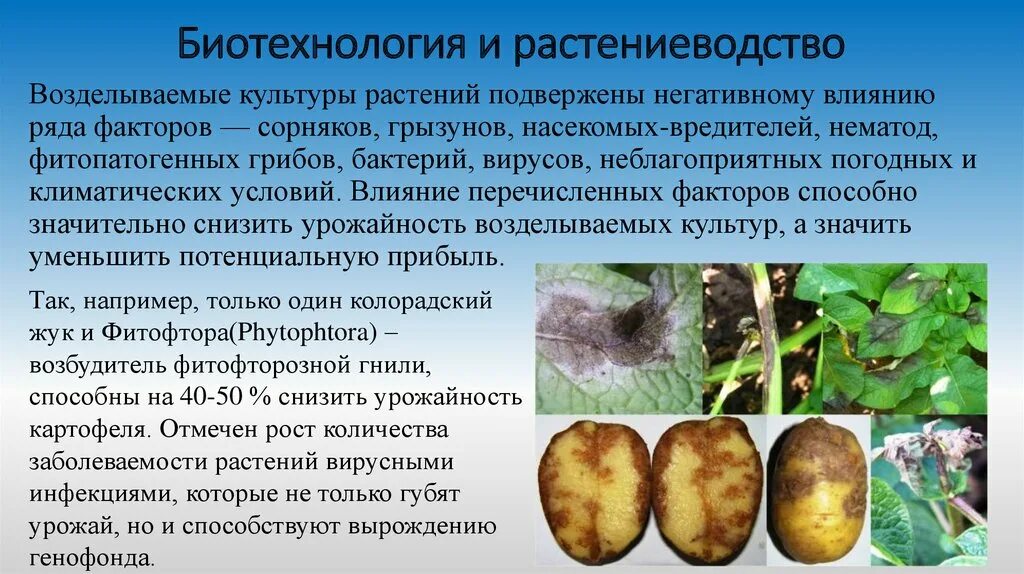 Клонирование в сельском хозяйстве. Биотехнология примеры. Биотехнология в животноводстве презентация. Биотехнология в животноводстве. Биотехнологии в сельском хозяйстве примеры.