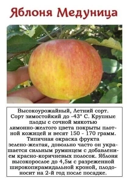 Сорт марина фото и описание сорта Саженец яблони Анис Алый купить с доставкой по выгодным ценам в интернет-магаз