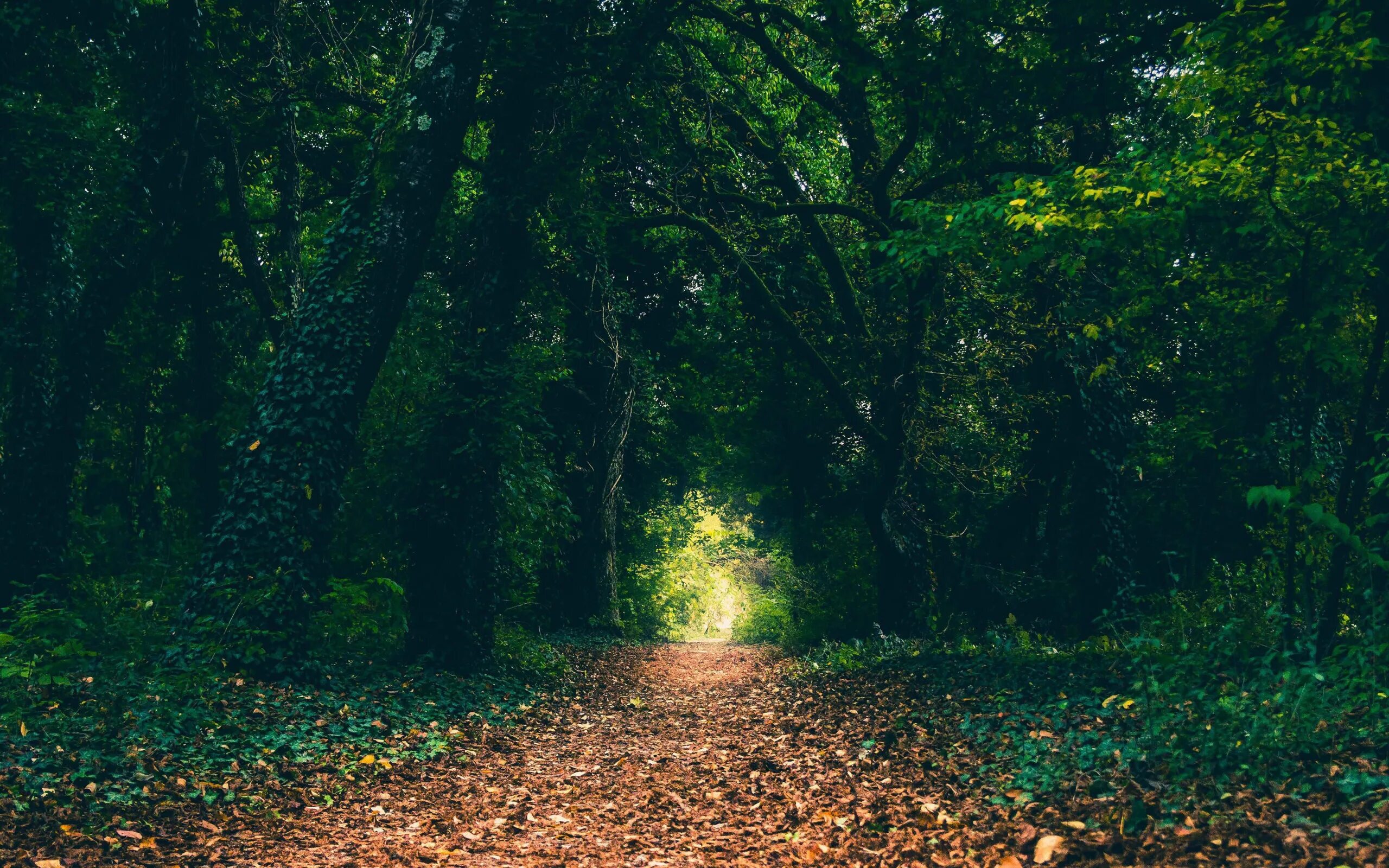 дремучий лес. дорожка лесная. а 4 в лесу. темный хвойный лес. лесная тропа.