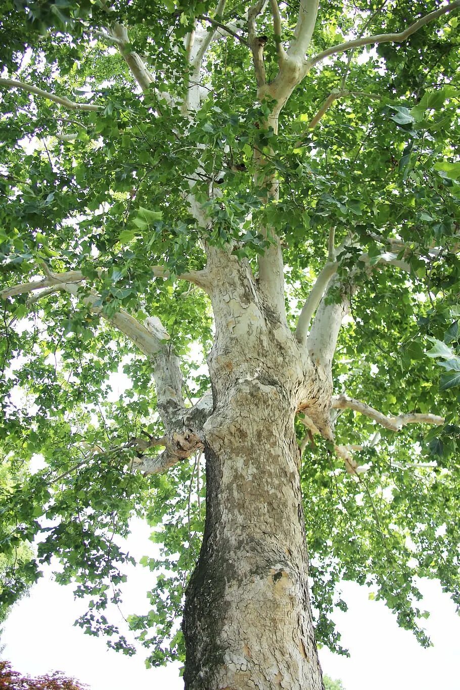 Plane tree