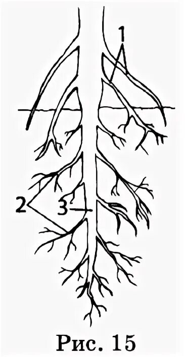 Корень 6 класс самостоятельная. Боковые корни. Тест по теме корень корневые системы. Корни растений. Тест по биологии 6 класс корень.