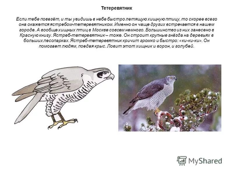 Ястреб тетеревятник взрослый. Кедровка ястреб-тетеревятник. Перо сокола тетеревятника разбор. Ястреб-перепелятник. Отстрел хищных птиц в ссср.