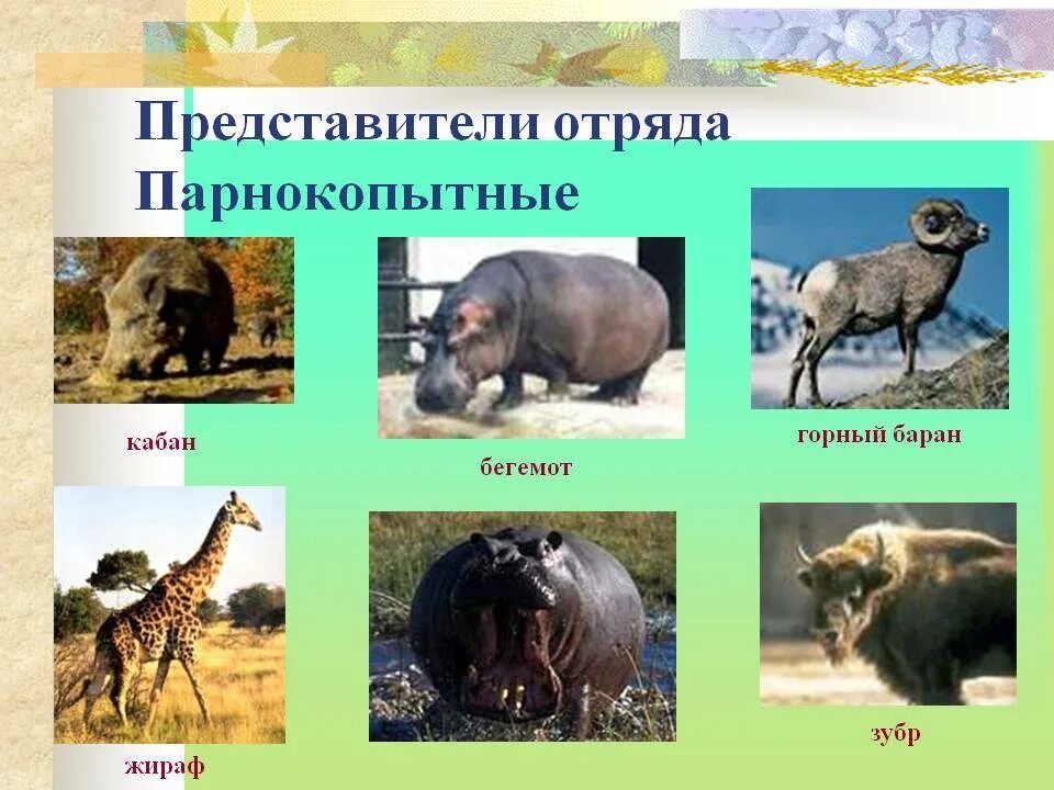 Какие животные относятся к парнокопытным