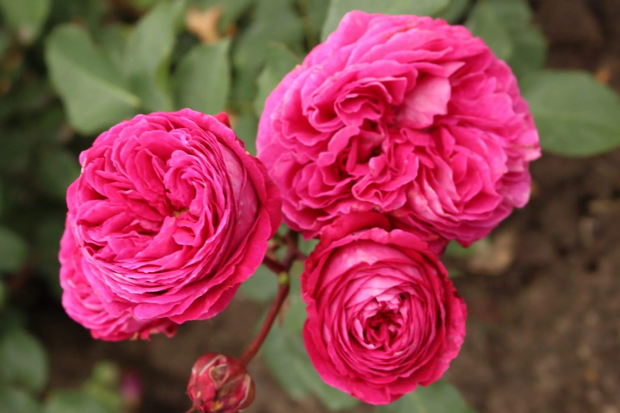 роза флорибунда фрайфрау каролина. марика рекк канкан. роза флорибунда фрайфрау каролина. фройляйн барбара актриса. посуда frau carolina с терморегулятором.