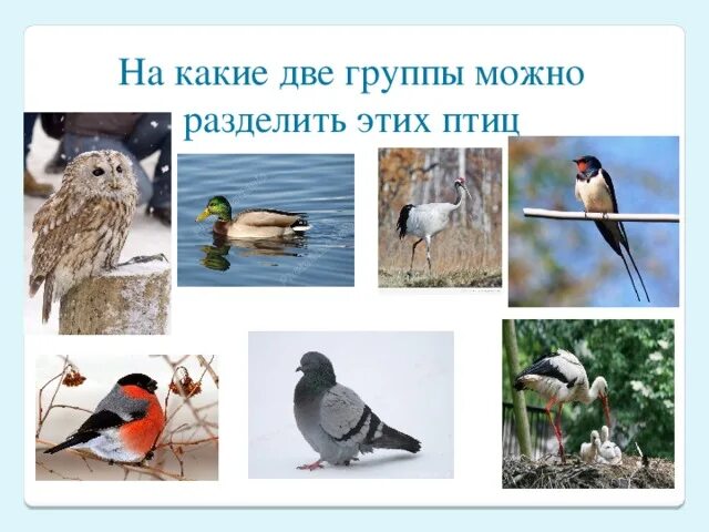 Какие группы птиц. Разделить птиц на группы. На какие группы можно разделить птиц. Птиц подразделяют на.
