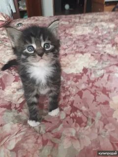 Отдам котенка киров