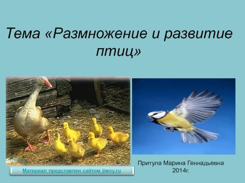 Размножение птиц 7 класс биология. Размножение птиц. Особенности развития птиц. КСК размножаются птицы. Размножение птиц фото.