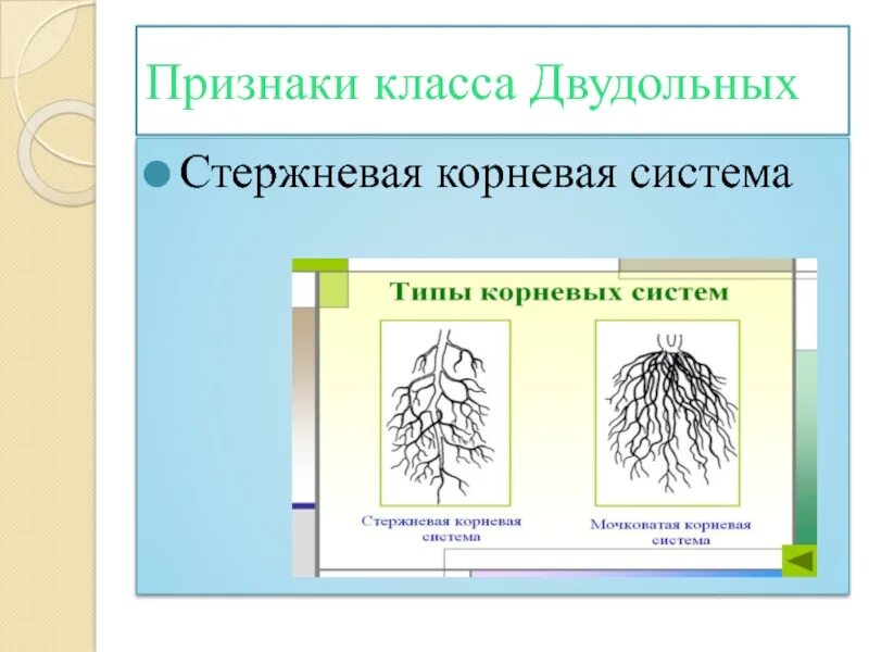 Признаки характерные для стержневой корневой системы. Двудольные мочковатая корневая. Мочковатая корневая система у розоцветных. Мочковатая корневая система у двудольных. Стержневая и мочковатая корневая система.