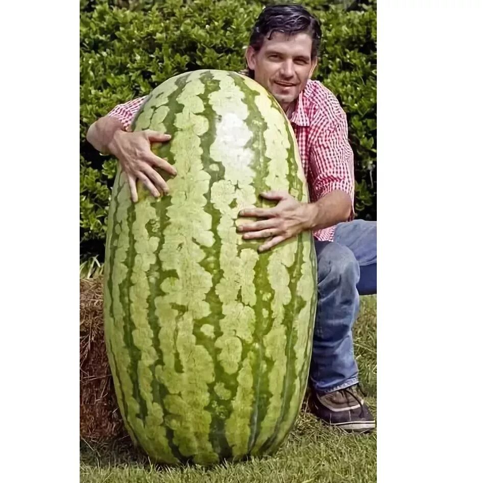 Спели арбузом. Giant Watermelon 'Iwanaga giant' f1 Seeds. Самый большой Арбуз Криса Кента. Больше арбузы. Иранский Арбуз.