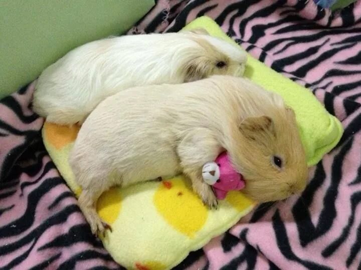 Как спят морские свинки фото Pin on About Guinea Pig