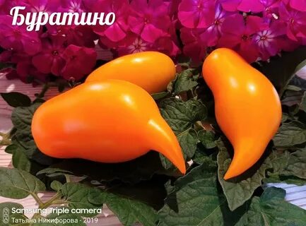 Томат буратино