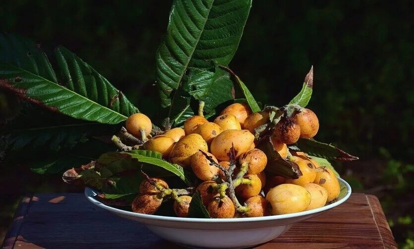 Мушмула. Плоды турции. Плоды турции. Мушмула азгиль. Мушмула сочинская.