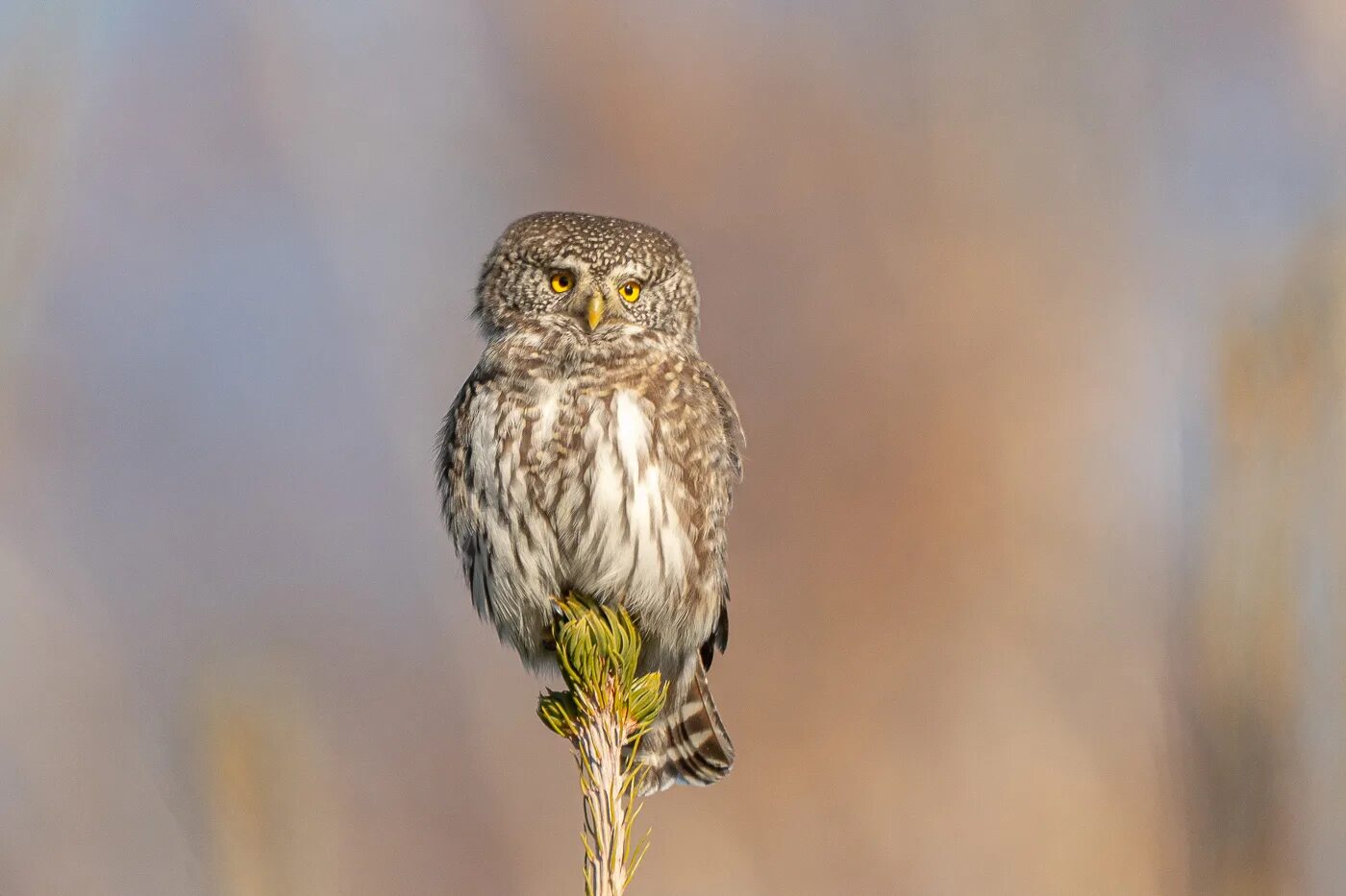 Сыч 3. Воробьиный сычик (glaucidium passerinum). сыч эльф. ромаха сычик. снеговик сычик.