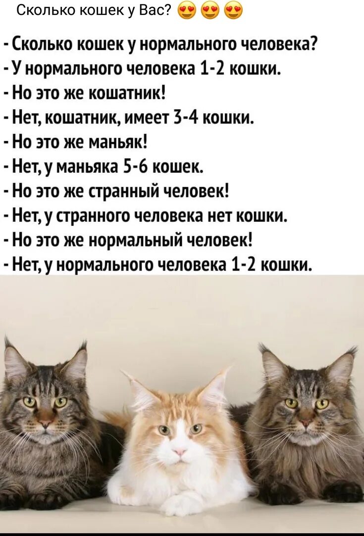 Сколько кошечек. У нормального человека 2 кошки. сколько котов у нормального человека. нормальный человек это один кот. 1-2 кота это нормальный человек.