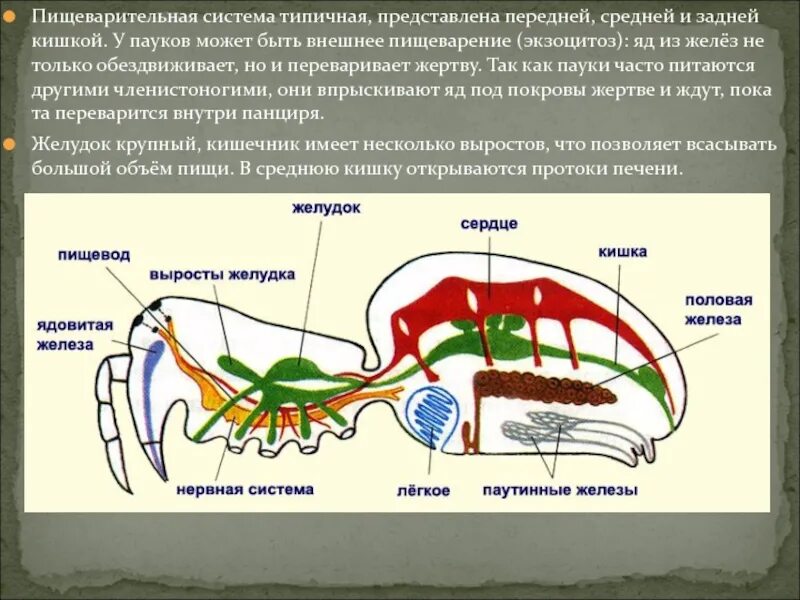 Пищ система членистоногих. Строение пищеварительной системы паукообразных. Строение пищеварительной системы пауков. Пищеварительная система паукообразных схема. Пищев система паукообразных.