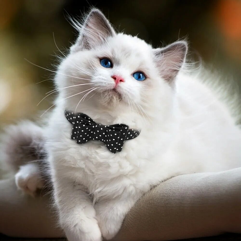 Красивые кошки. Красивые котята. Кошка белая. Белый котенок. Белая киса