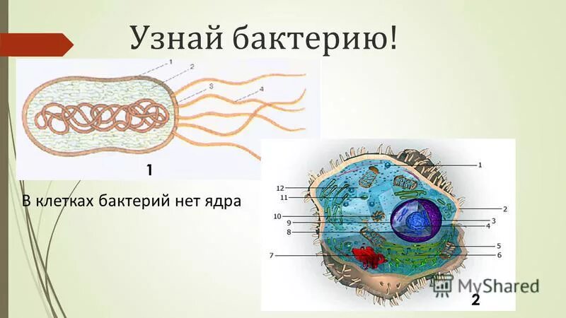 строение прокариотической бактериальной клетки. в бактериальной клетке есть митохондрии. строение оболочки бактериальной клетки. строение бактериальной и животных клеток. что отсутствует в клетках бактерий.
