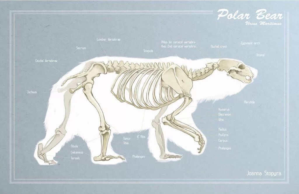 Особенности внутреннего строения медведя. Анатомия бурого медведя скелет. Скелет медведя строение. Скелет медведя анатомия. Скелет полярного медведя.