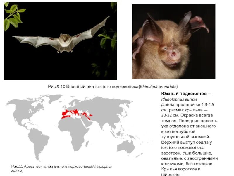 Обитание летучих мышей. Подковонос Мегели (Rhinolophus mehelyi). Большой подковонос ареал. Подковоносые летучие мыши. Южный подковонос.