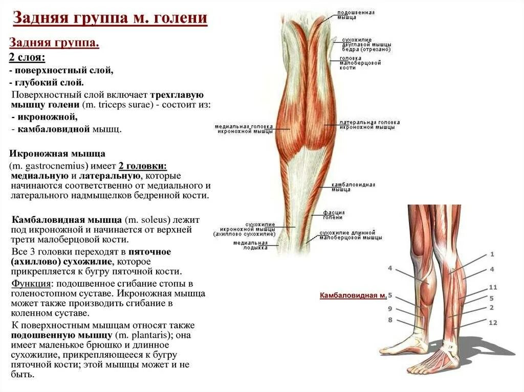 Ступня мышцы болят. Медиальная группа мышц голени анатомия. Икроножная мышца спереди. Мышцы голени сбоку.