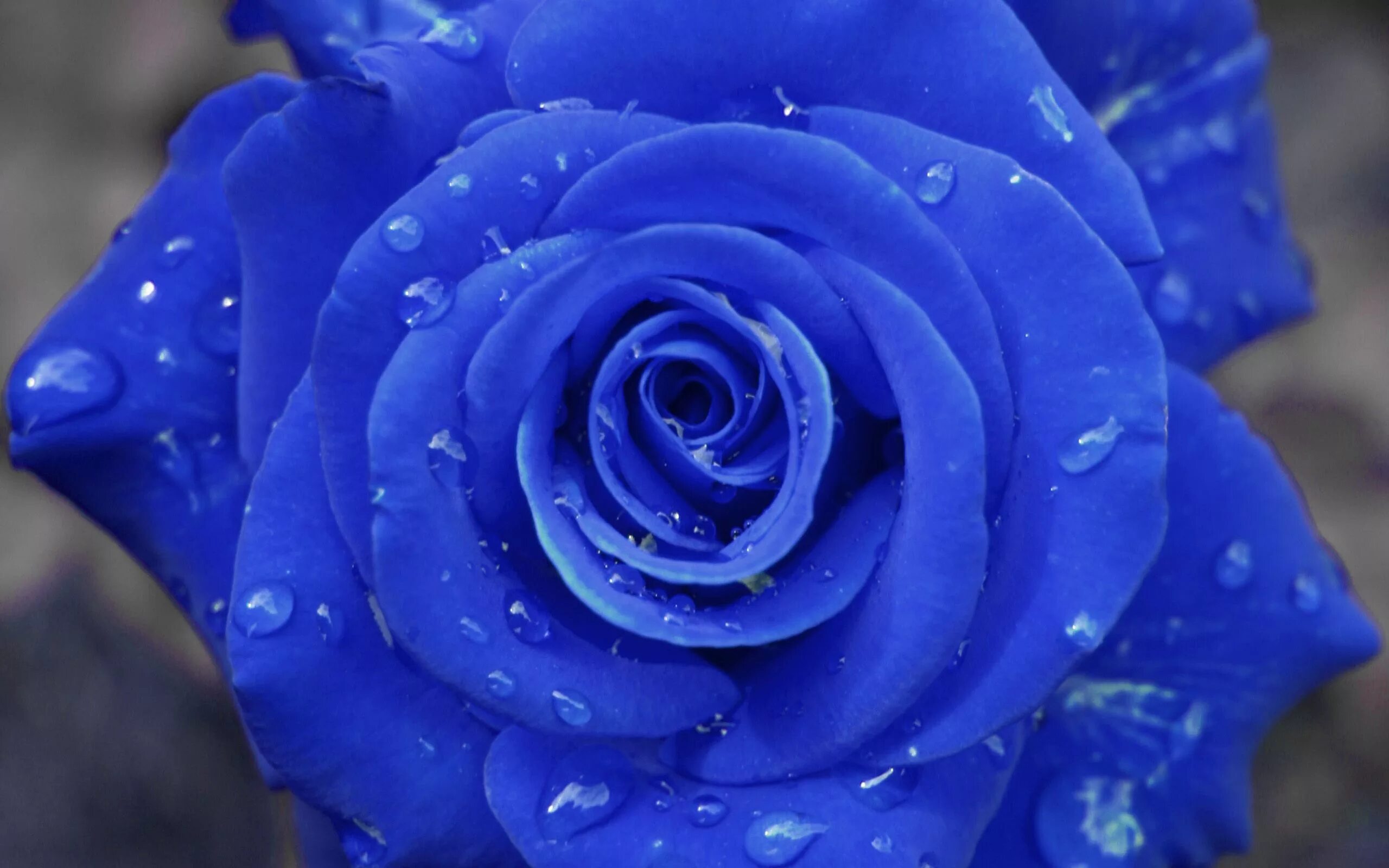 Синий раз. Голубая Перинея роза. Роза голубая Королева. Красивый синий цвет. Синей цвет.