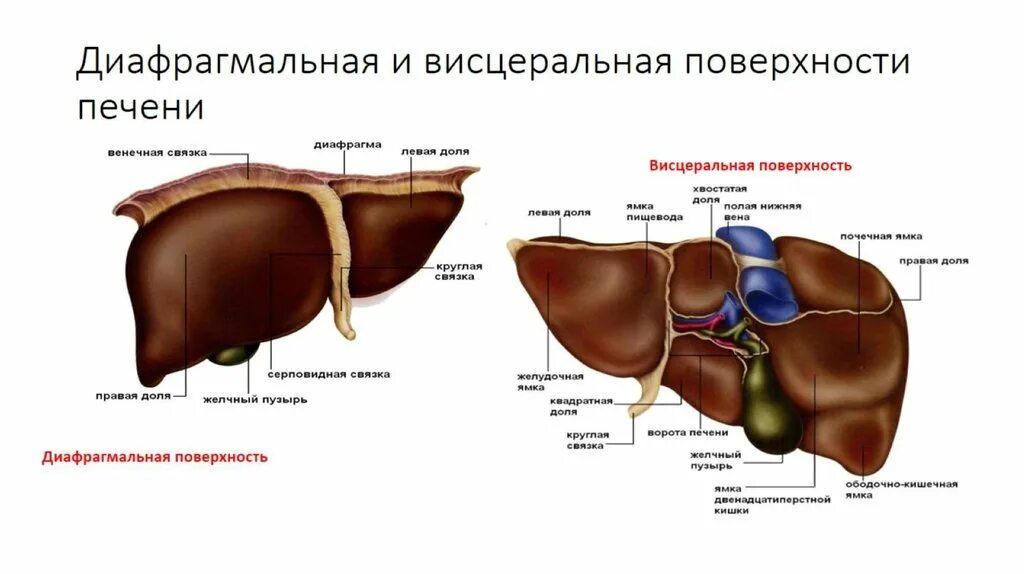 Край печени закруглен. Диафрагмальная поверхность печени анатомия. Внешнее строение печени вид снизу висцеральная поверхность. Висцеральная поверхность печени вид снизу синтопия. Строение печени диафрагмальная поверхность.