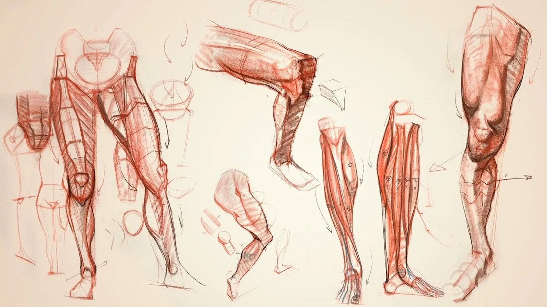 Рыжкин анатомия конечностей. Готфрид Баммес анатомия. Готфрид Баммес анатомия ступни и ноги. Готфрид Баммес пластическая анатомия.