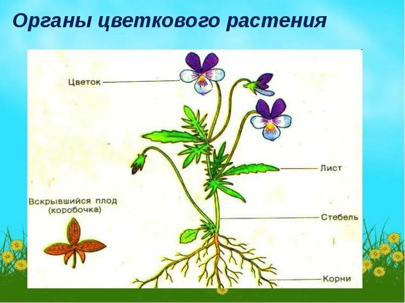 Цветковые растения включают два класса. Покрытосеменные цветковые растения. Строение покрытосеменных рисунок. Строение цветковых растений. Строение покрытосеменных растений.
